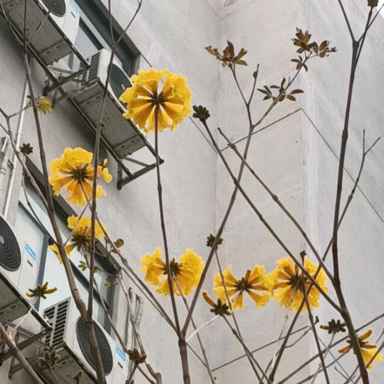 小汪姐姐（☆^ー^☆)