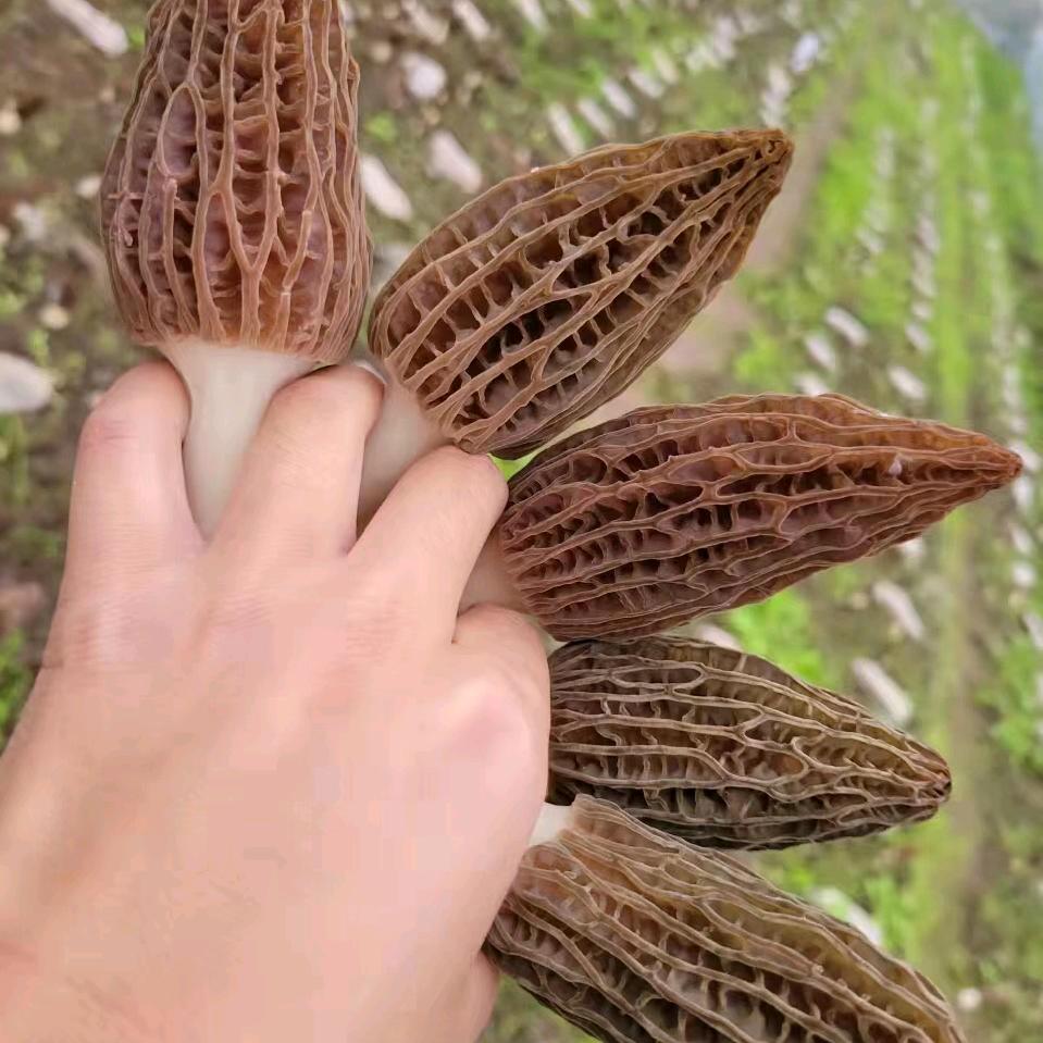 高山土家菌菇娘