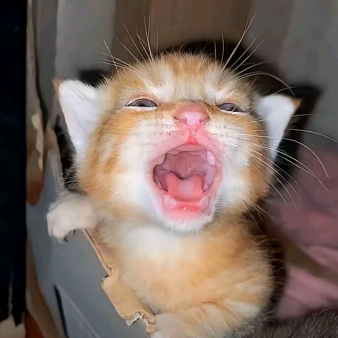 酥🐠