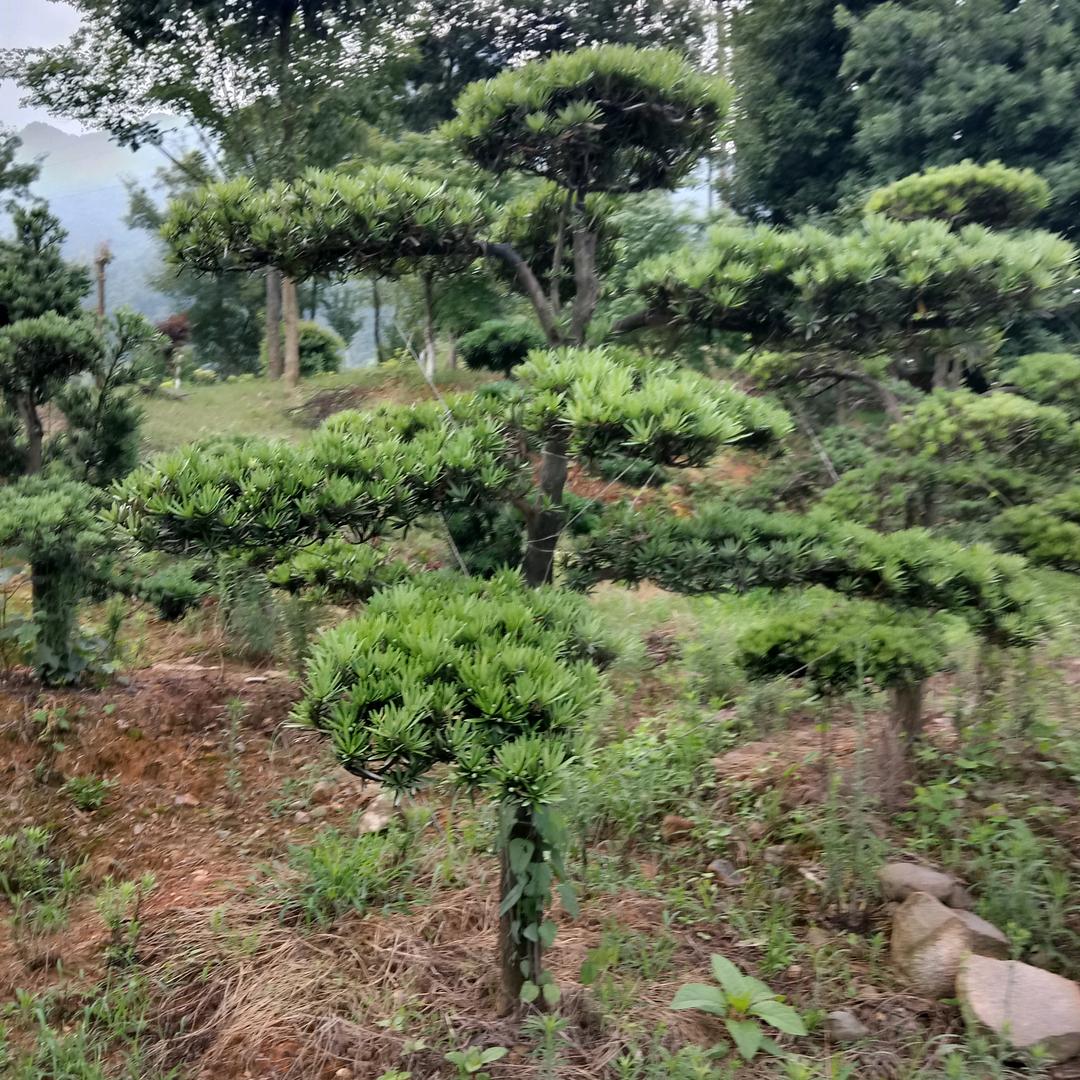 乐意李