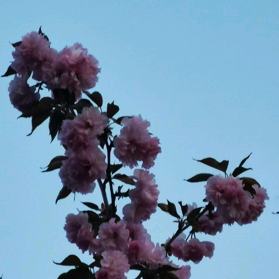 苏