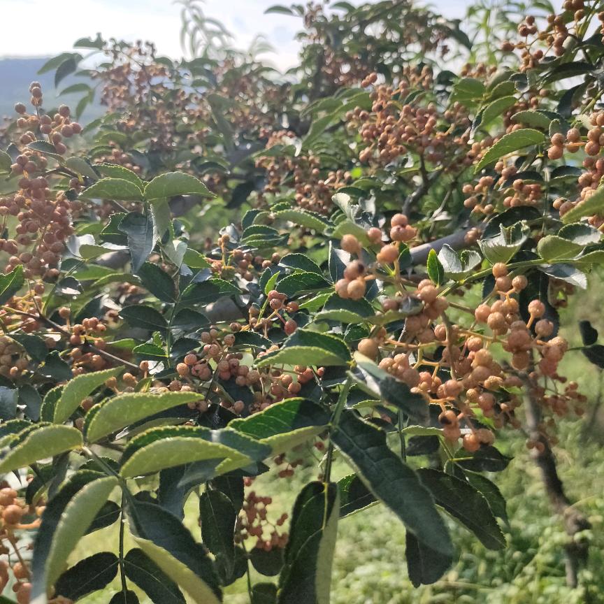 平安是福翠萍萍