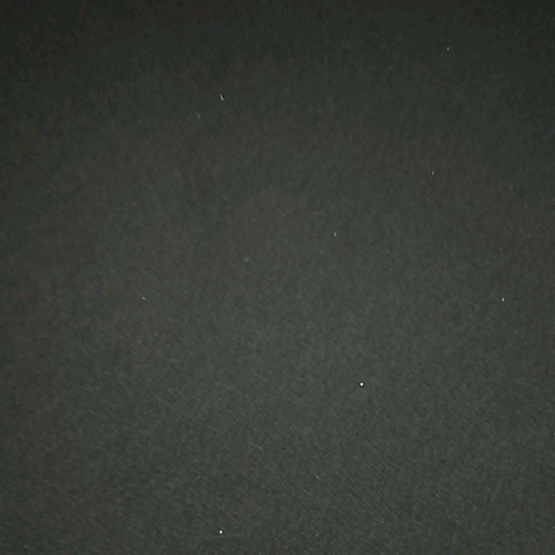 小猫1582