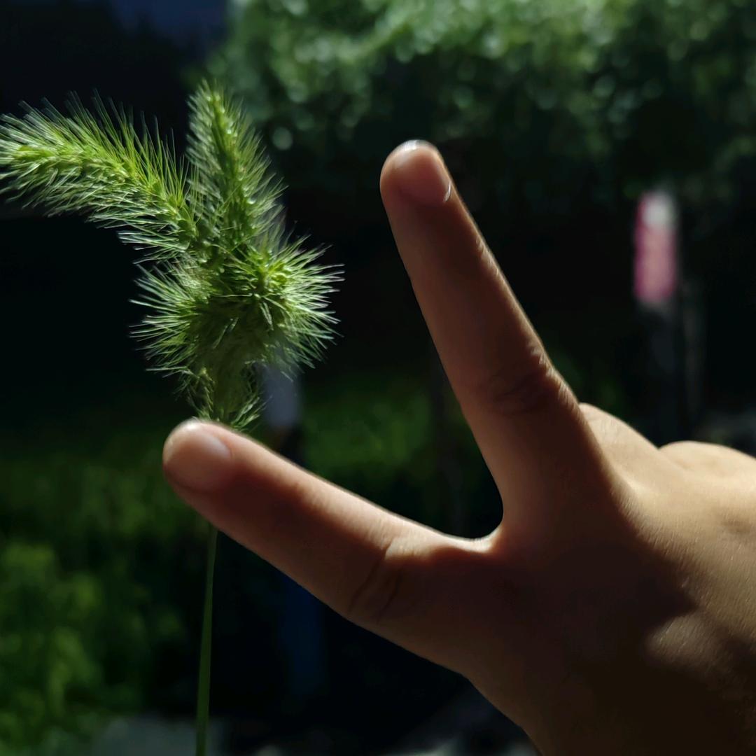 莲花诚拓牧业罗珊