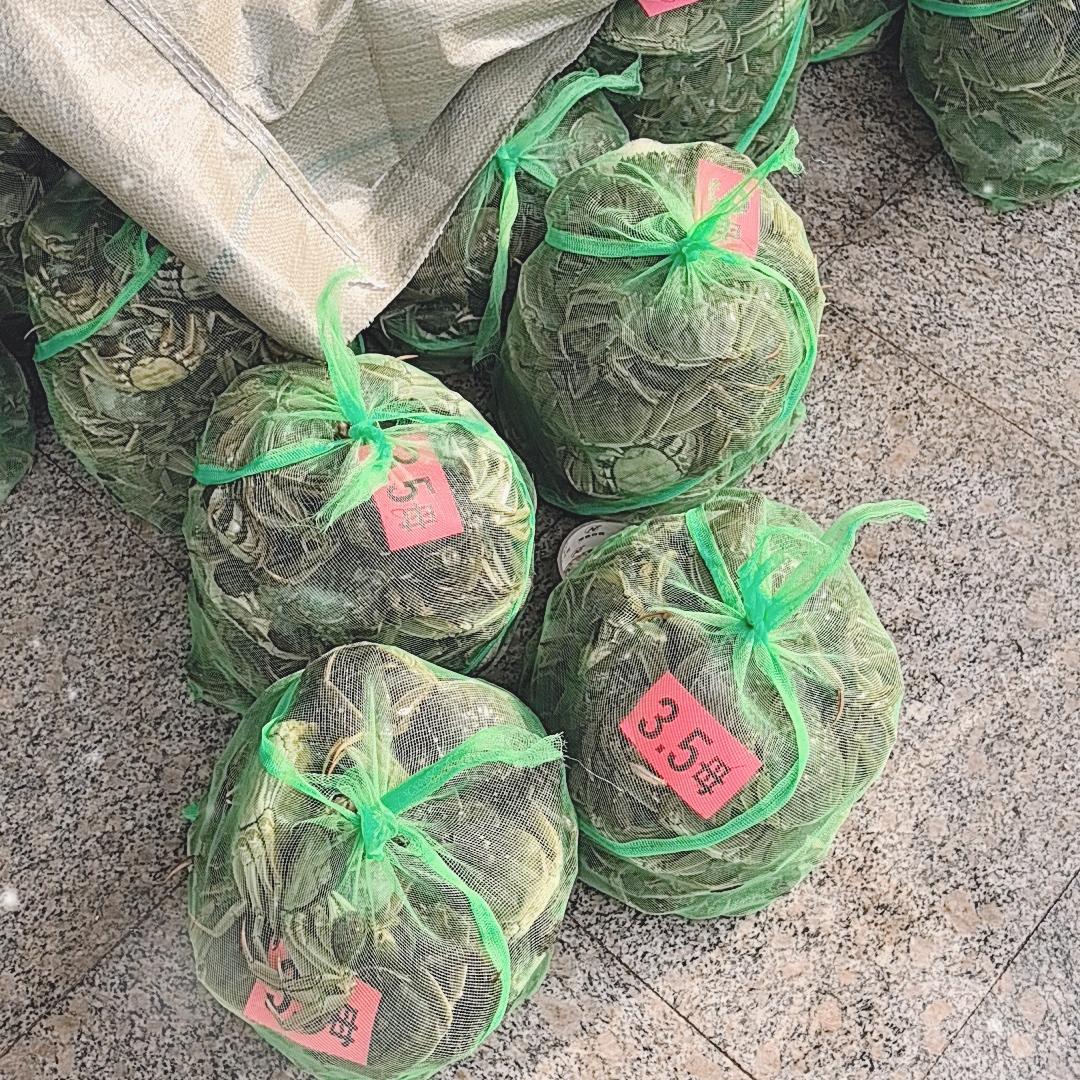 吃低保的大闸蟹