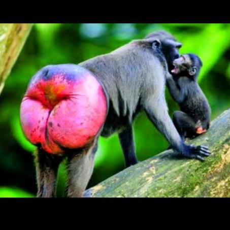 满山猴我腚最红