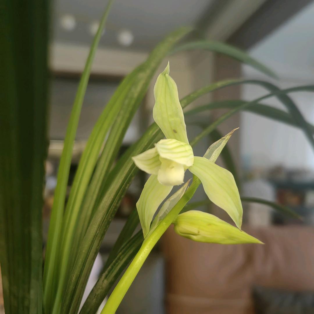 花印兰科植料