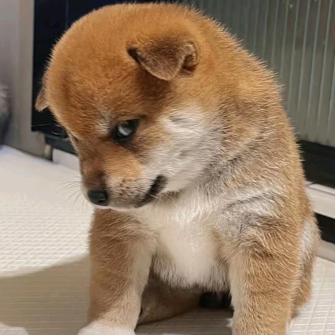 想吃蛋挞