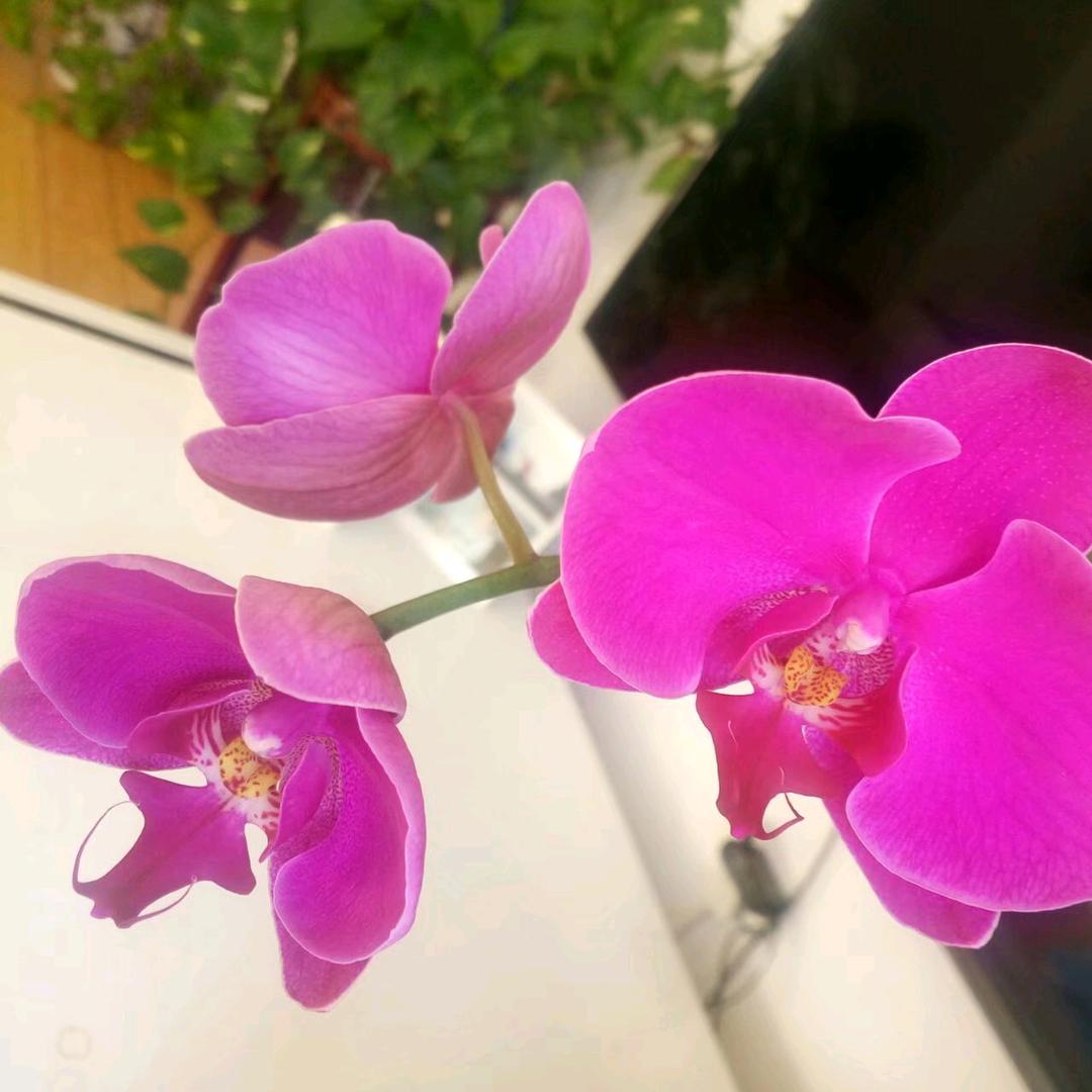 心飞扬