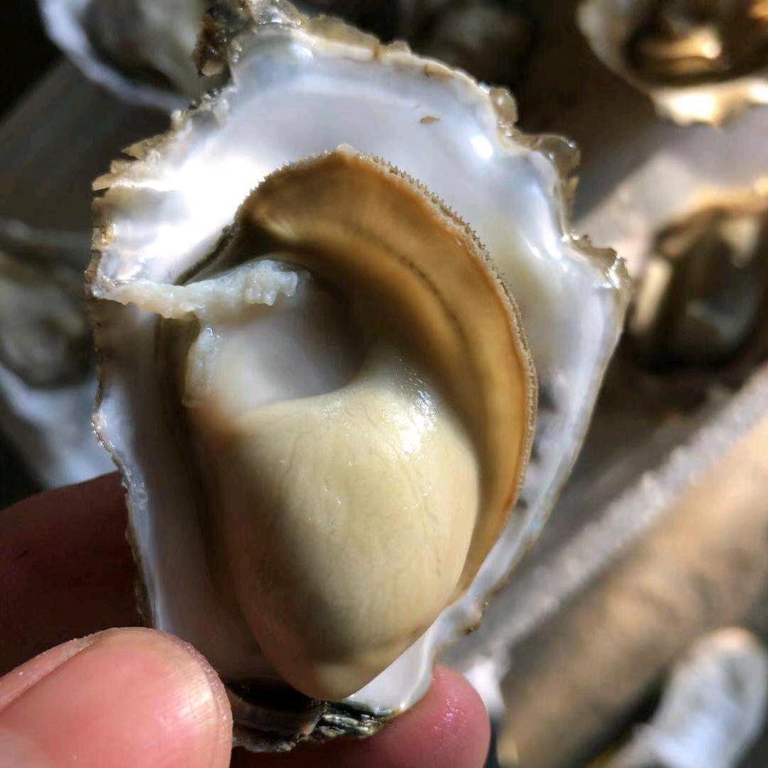 乳山生蚝源头工厂，斯皮尔大胳膊