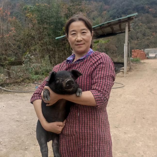 原生态跑山猪（金寨）