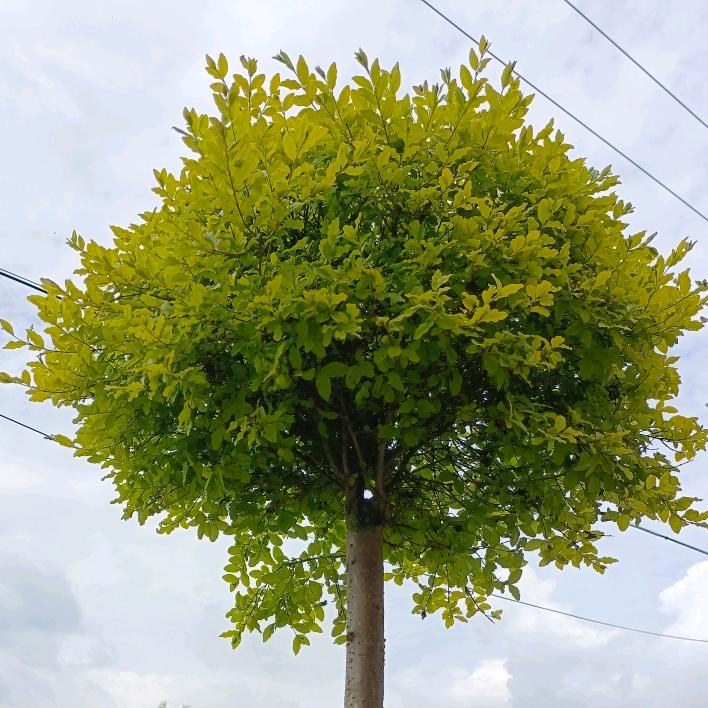 🍀清水煮毛豆🍀