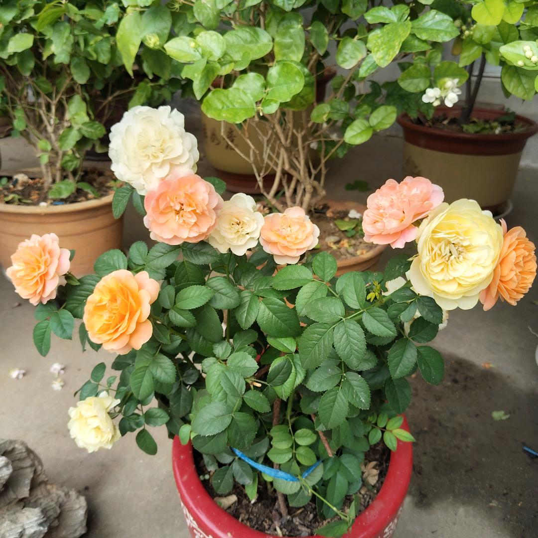桂芬