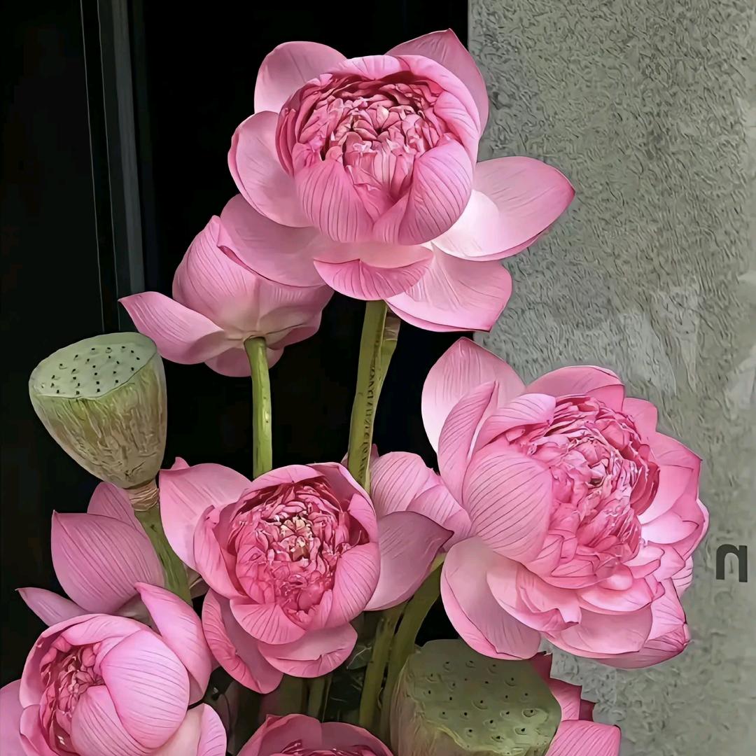 幸福的梅花🌸