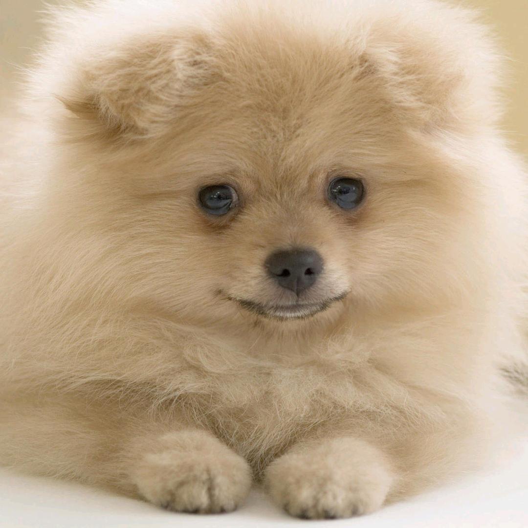 上海吉绅瑞途销售-小赵