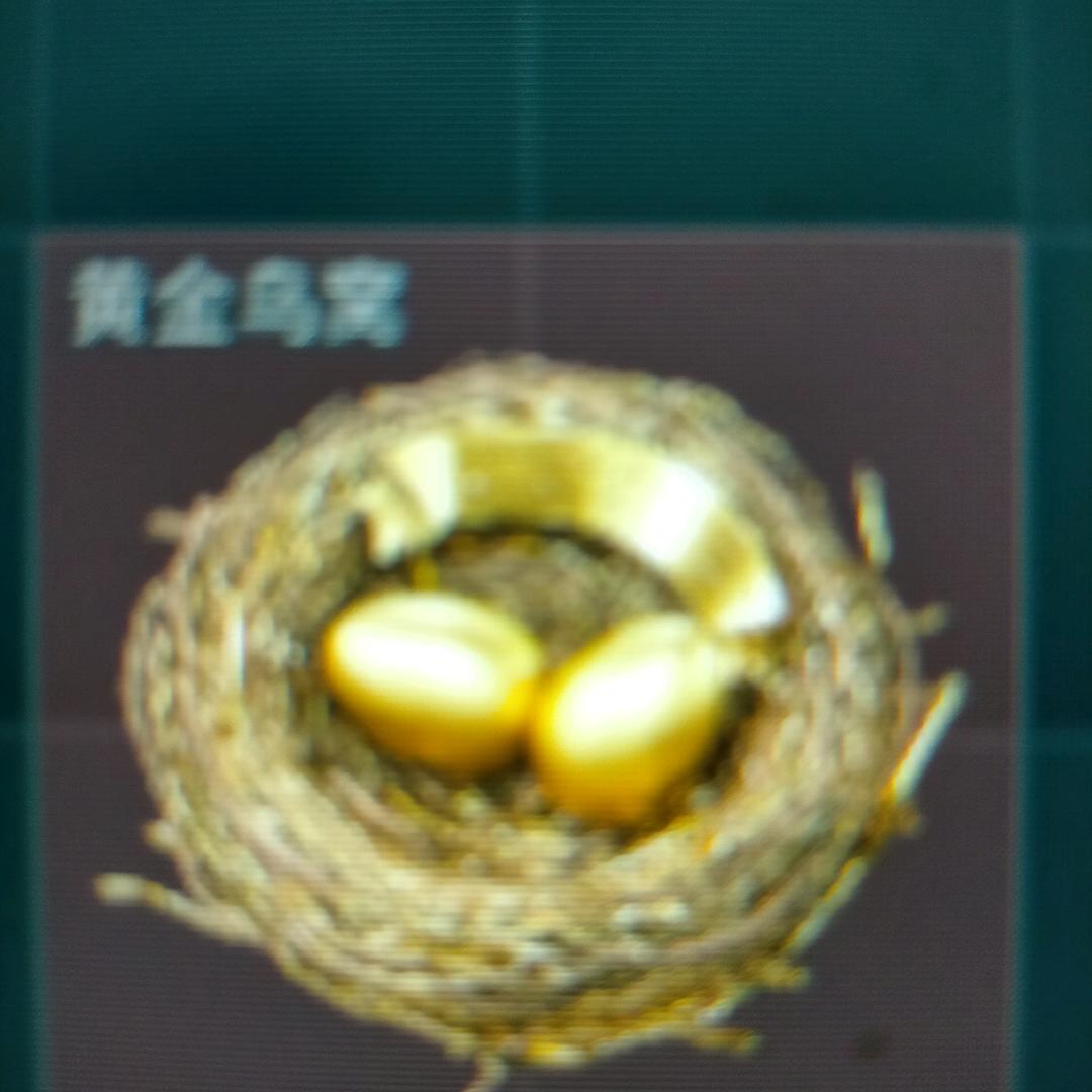 黄金鸟窝