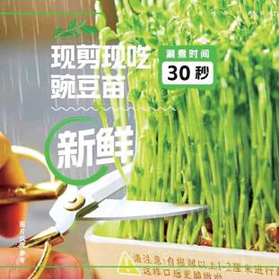 李老板的芽苗菜基地