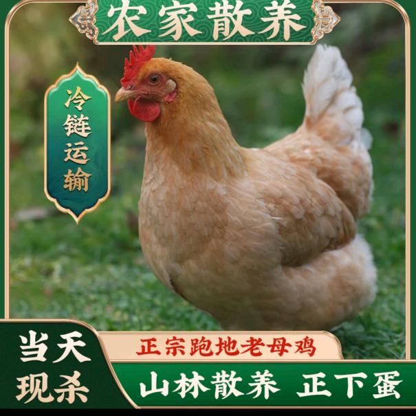 七彩家
