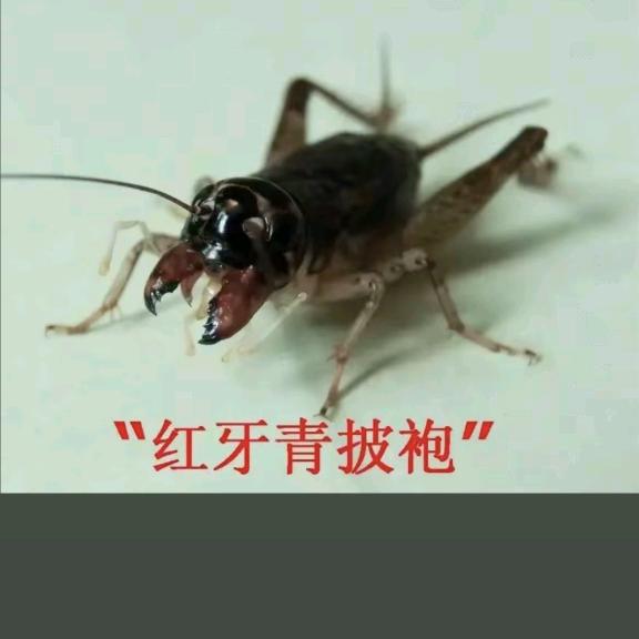 玉树临丰