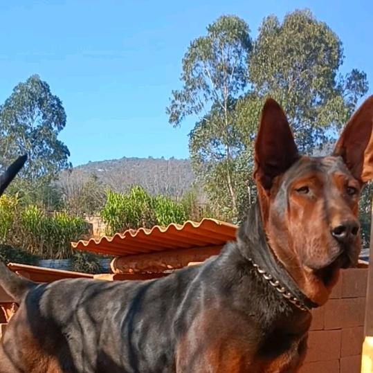 中华名犬莱州红(云南易门)