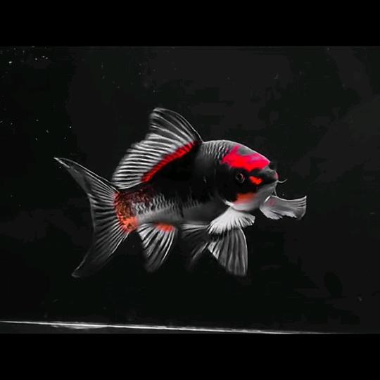 梓禧