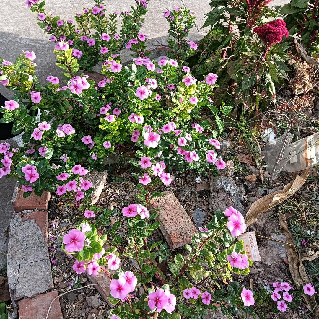 花💝花💝
