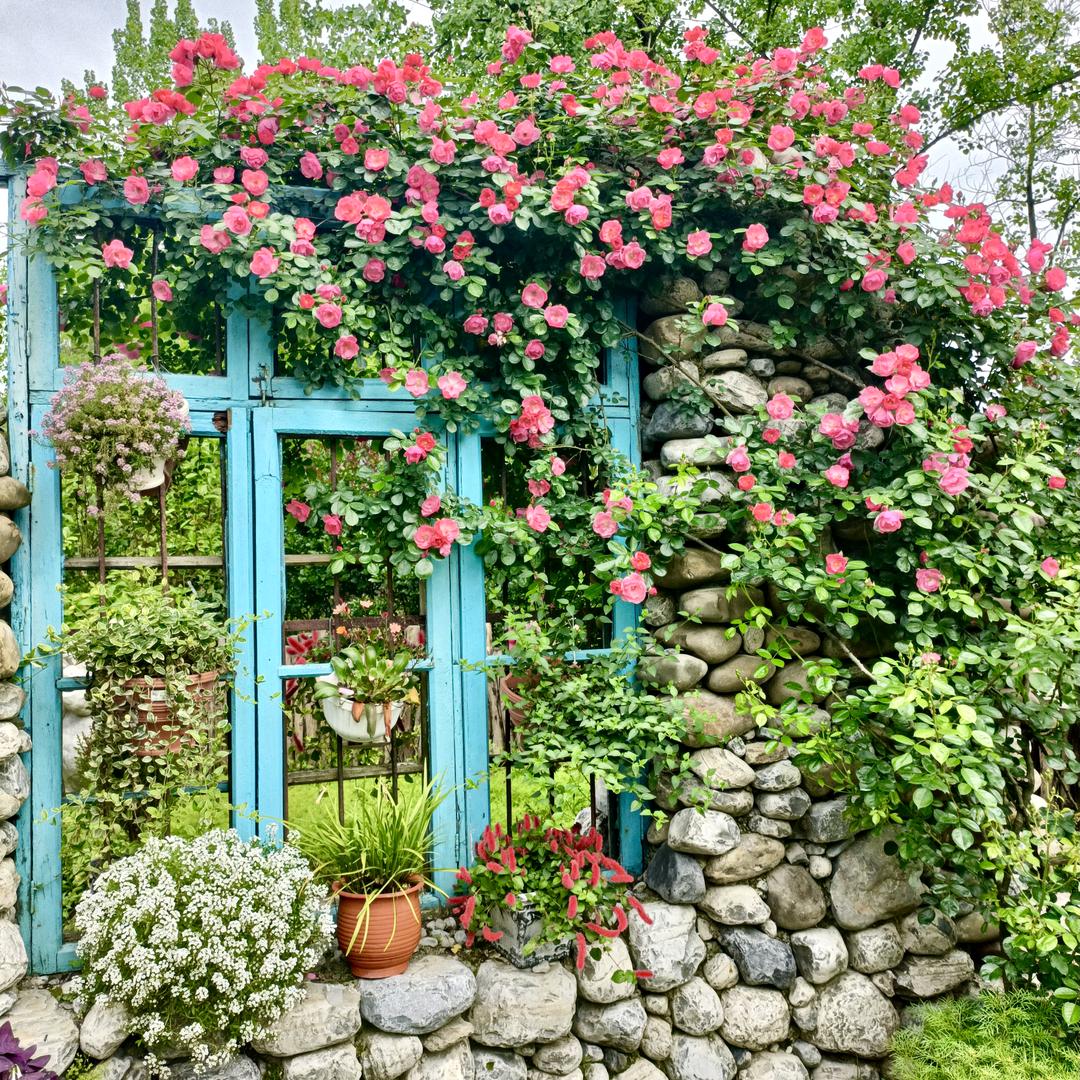 花多多花园（直播号）