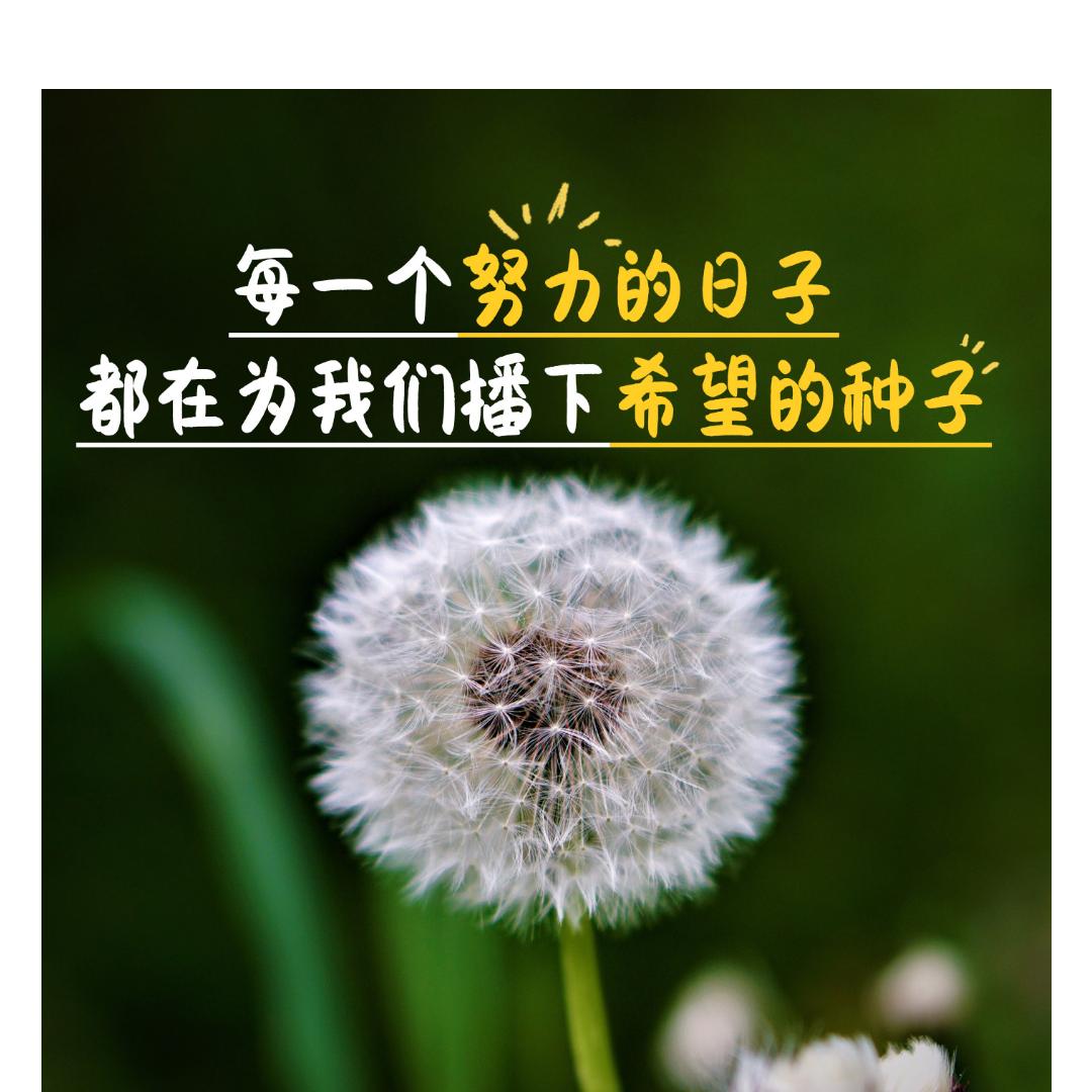 我心飞翔头像