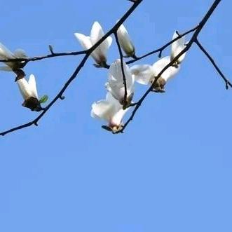 风和日丽不忘初心