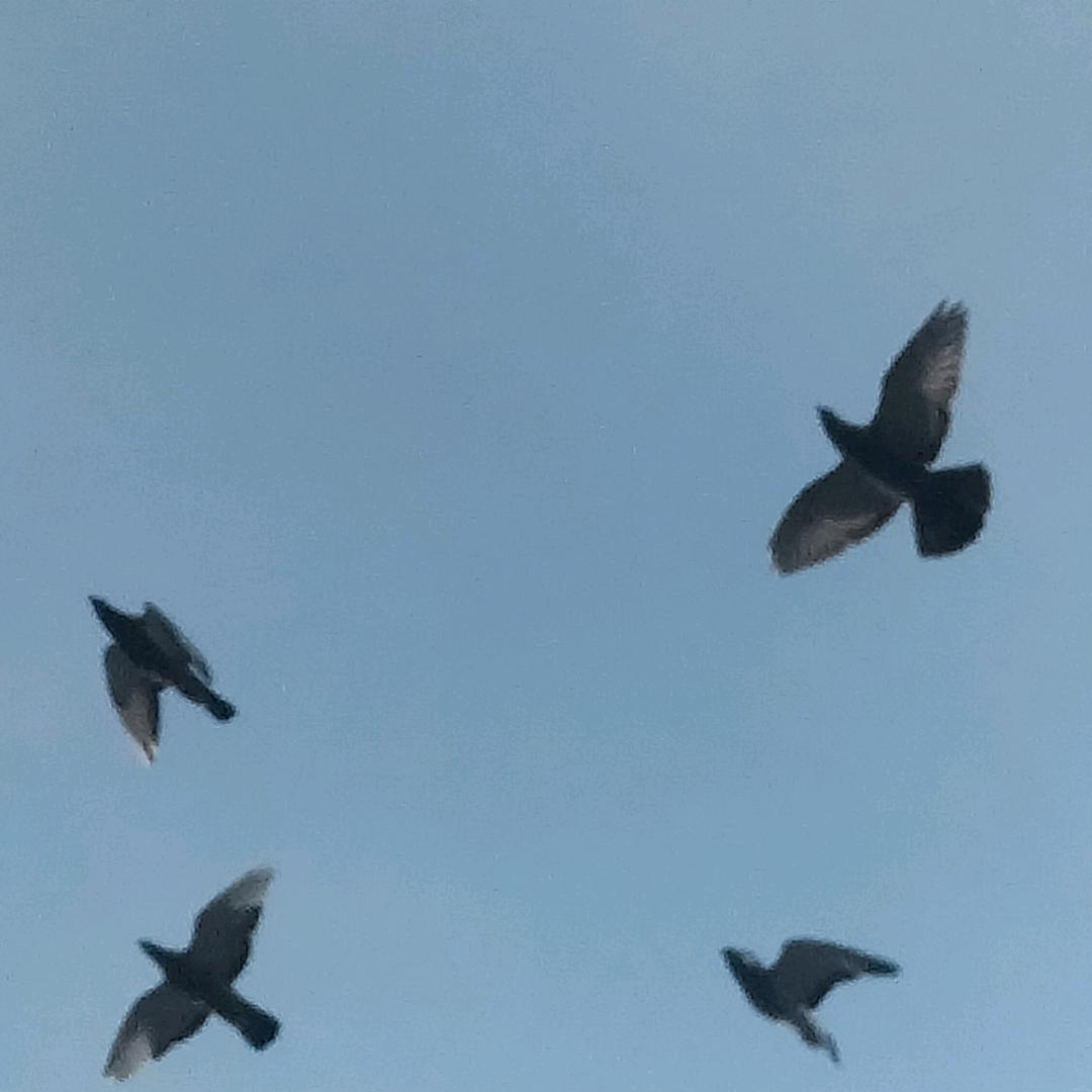梁三家买鸽子