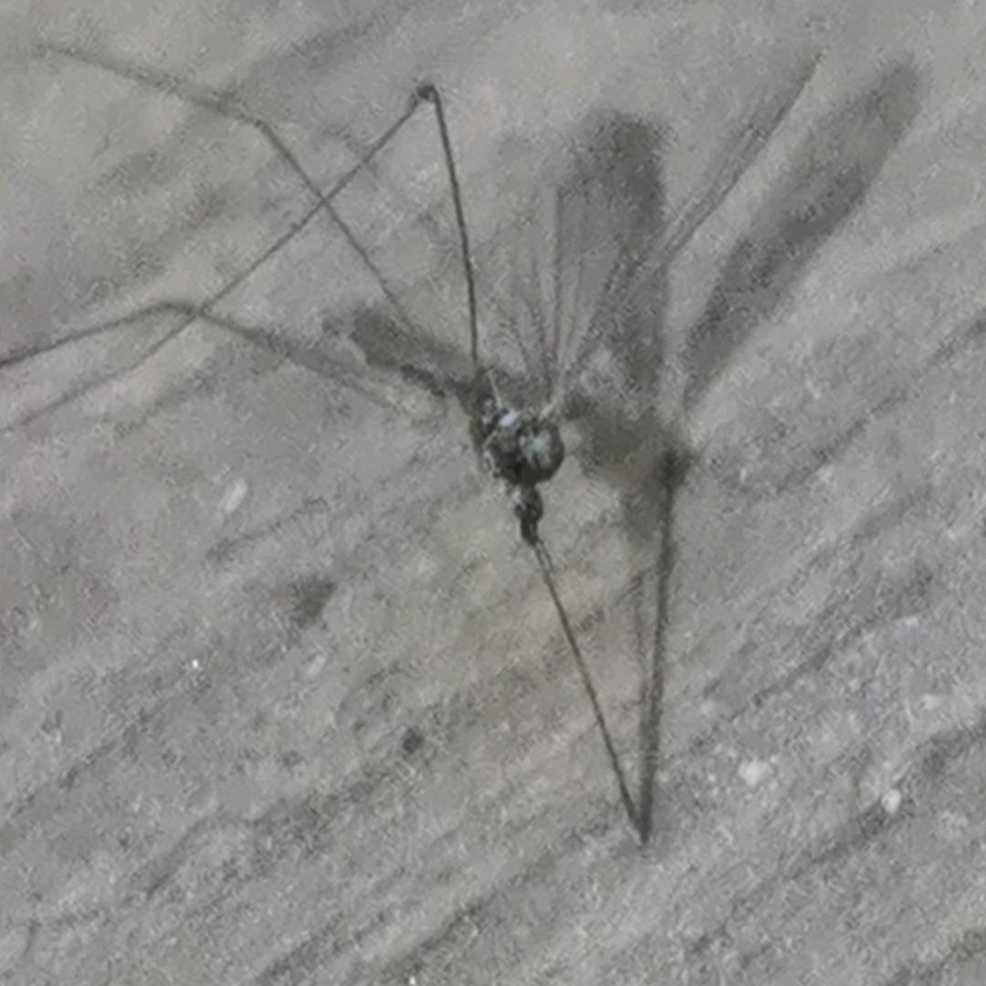 帝十三