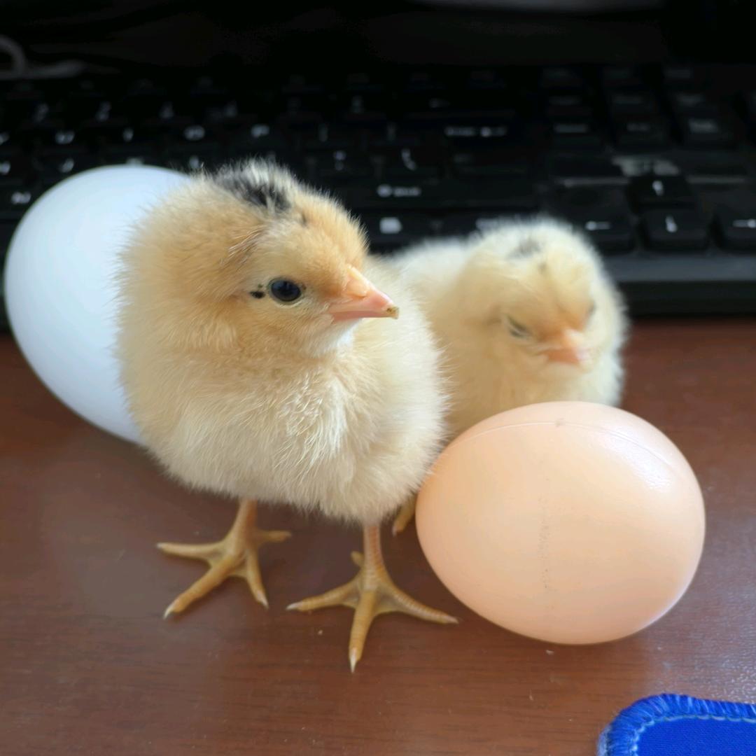 新伟达孵化器畜牧设备工厂店