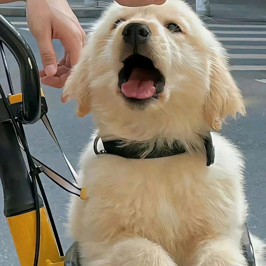 碍吃麦当劳