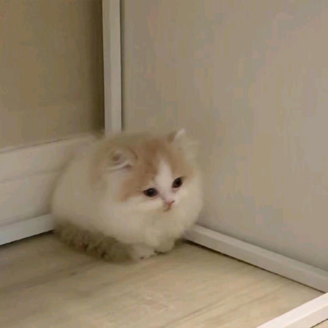 喵蕊