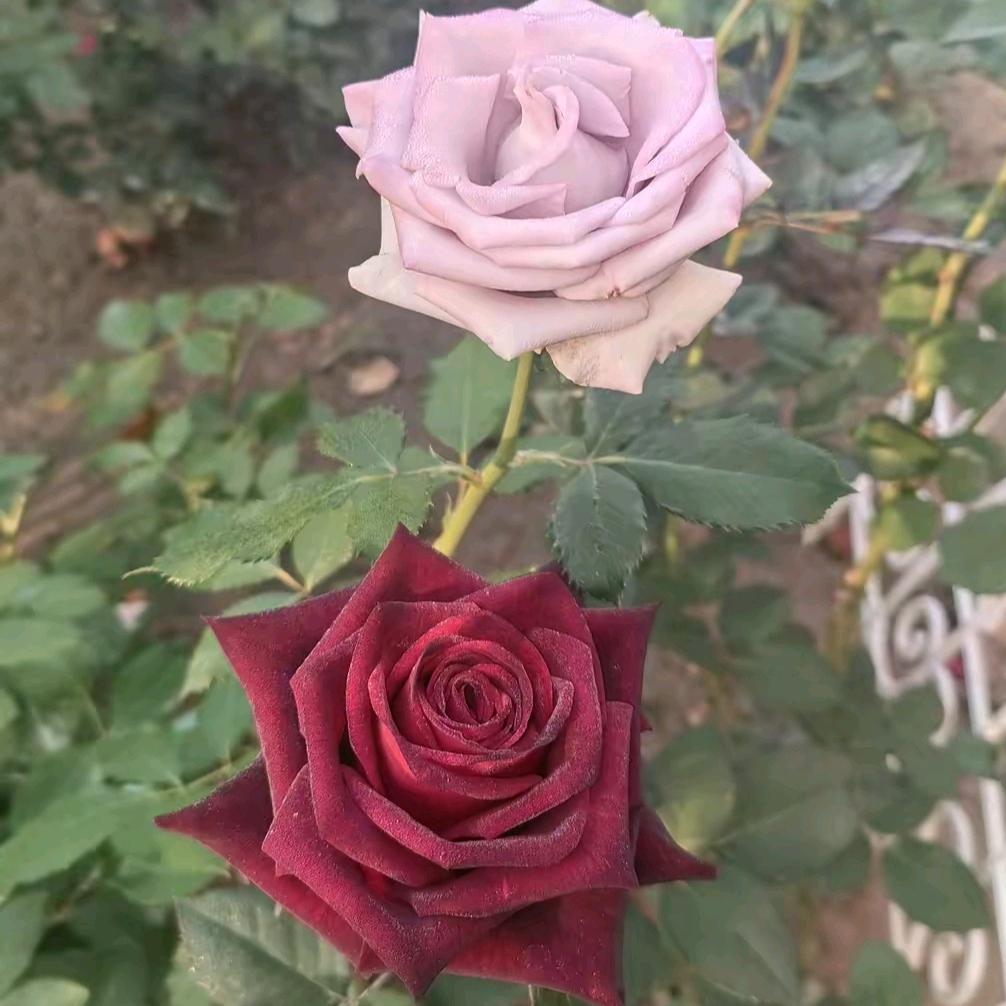 牡丹花