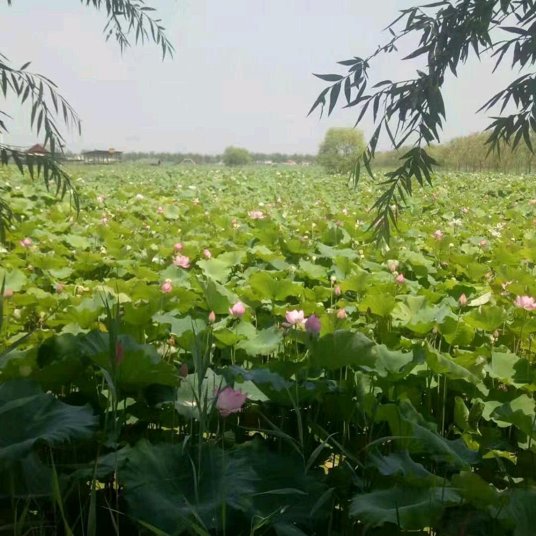 如意
