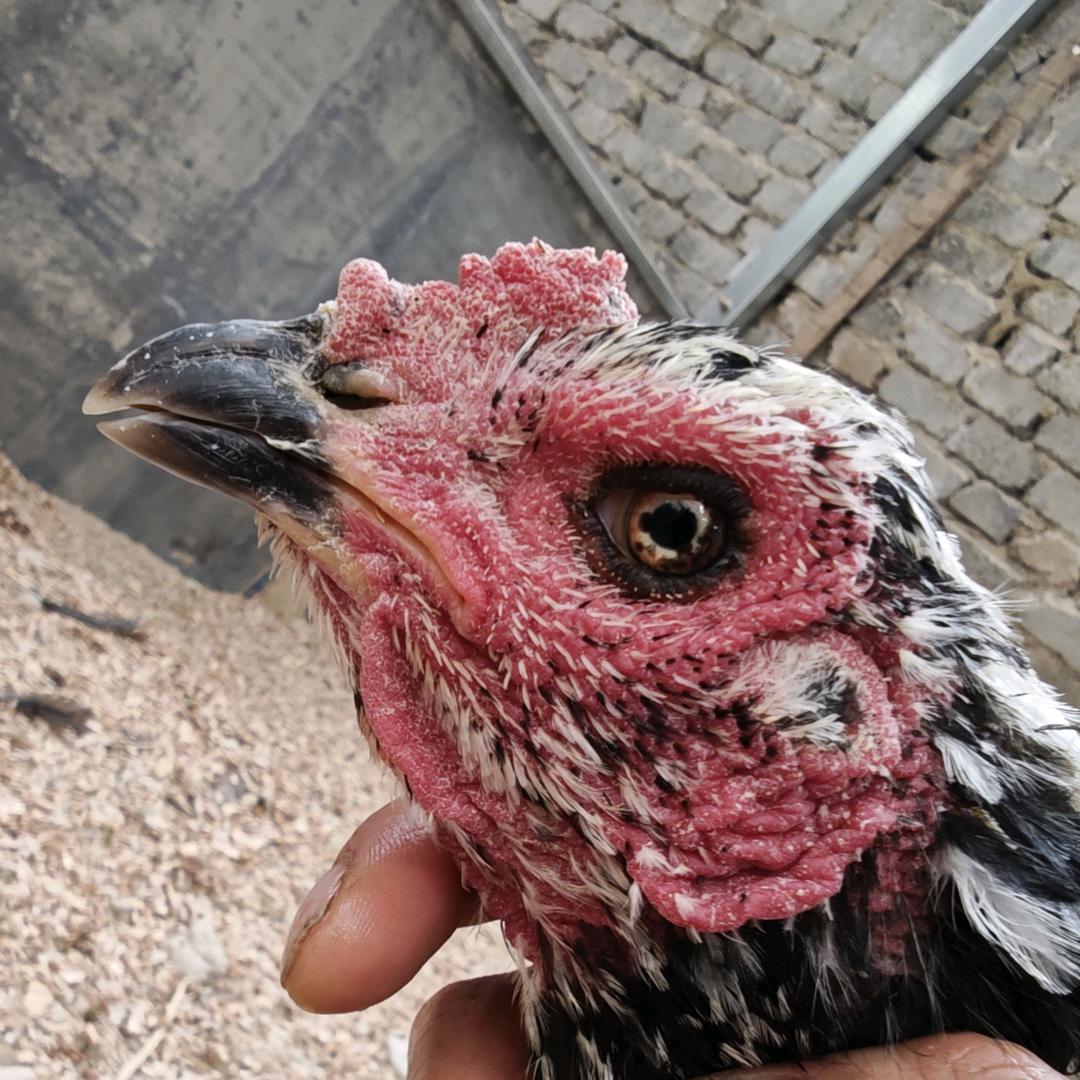 精品斗鸡养殖小号