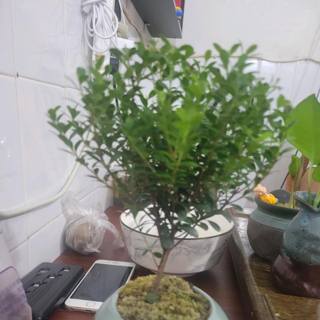 贝贝优选