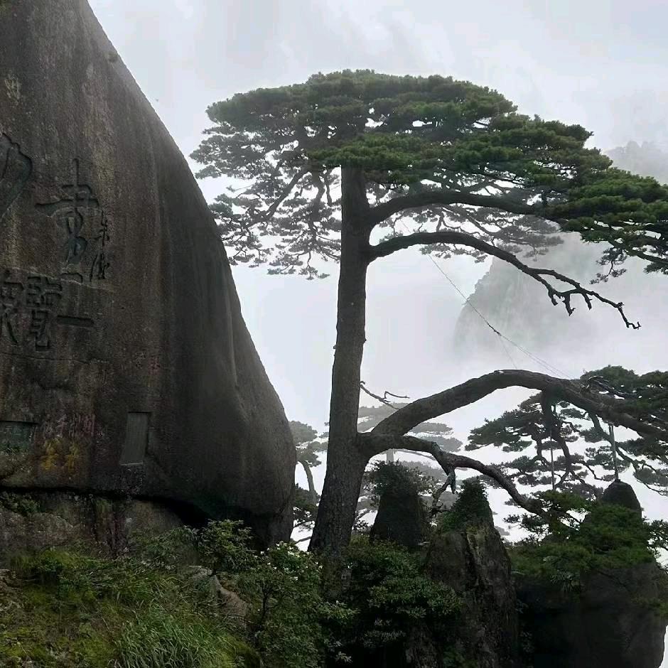迎客松🚗