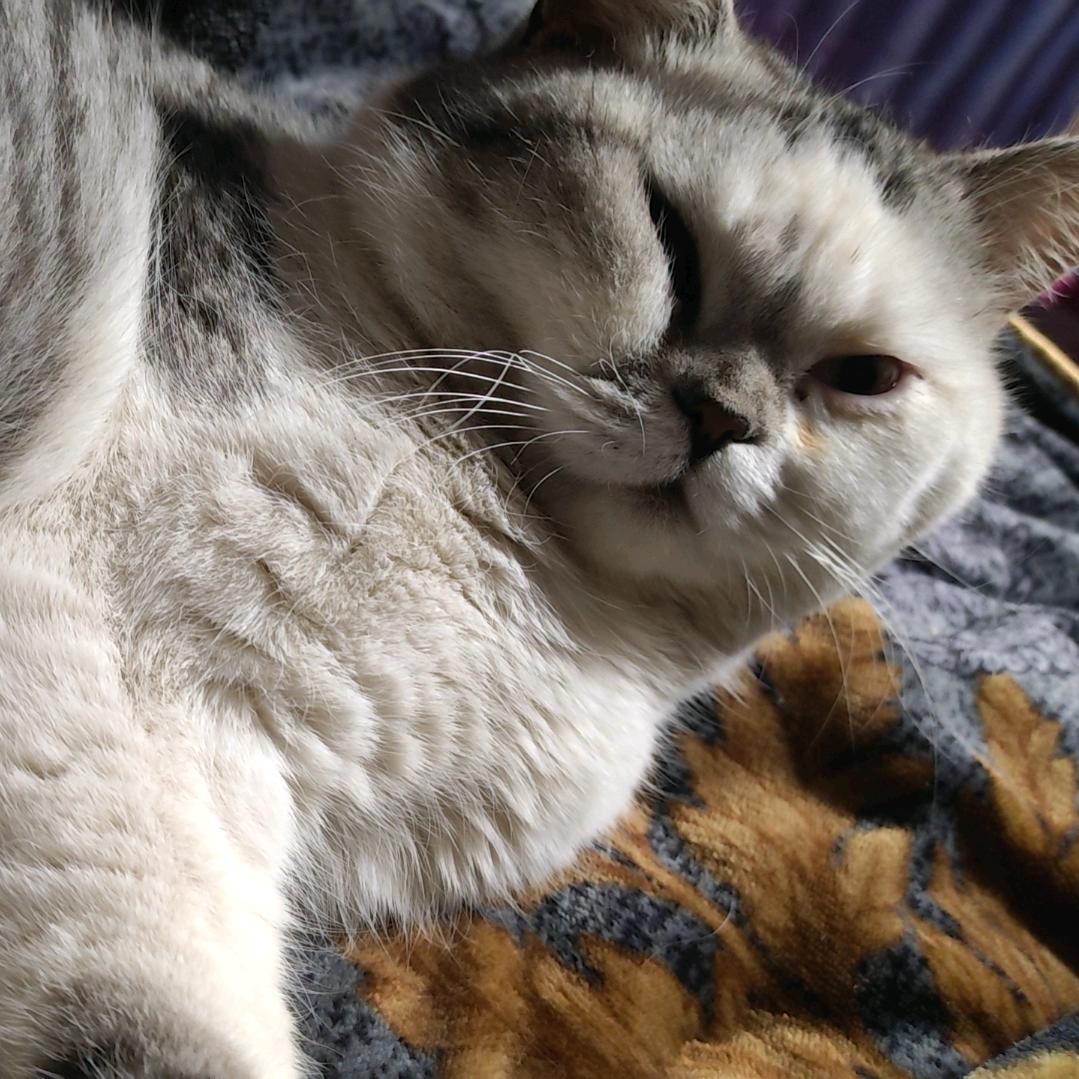 大喵是只猫