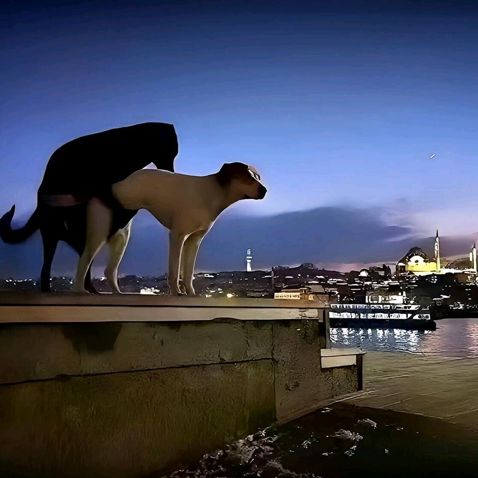 只是半水