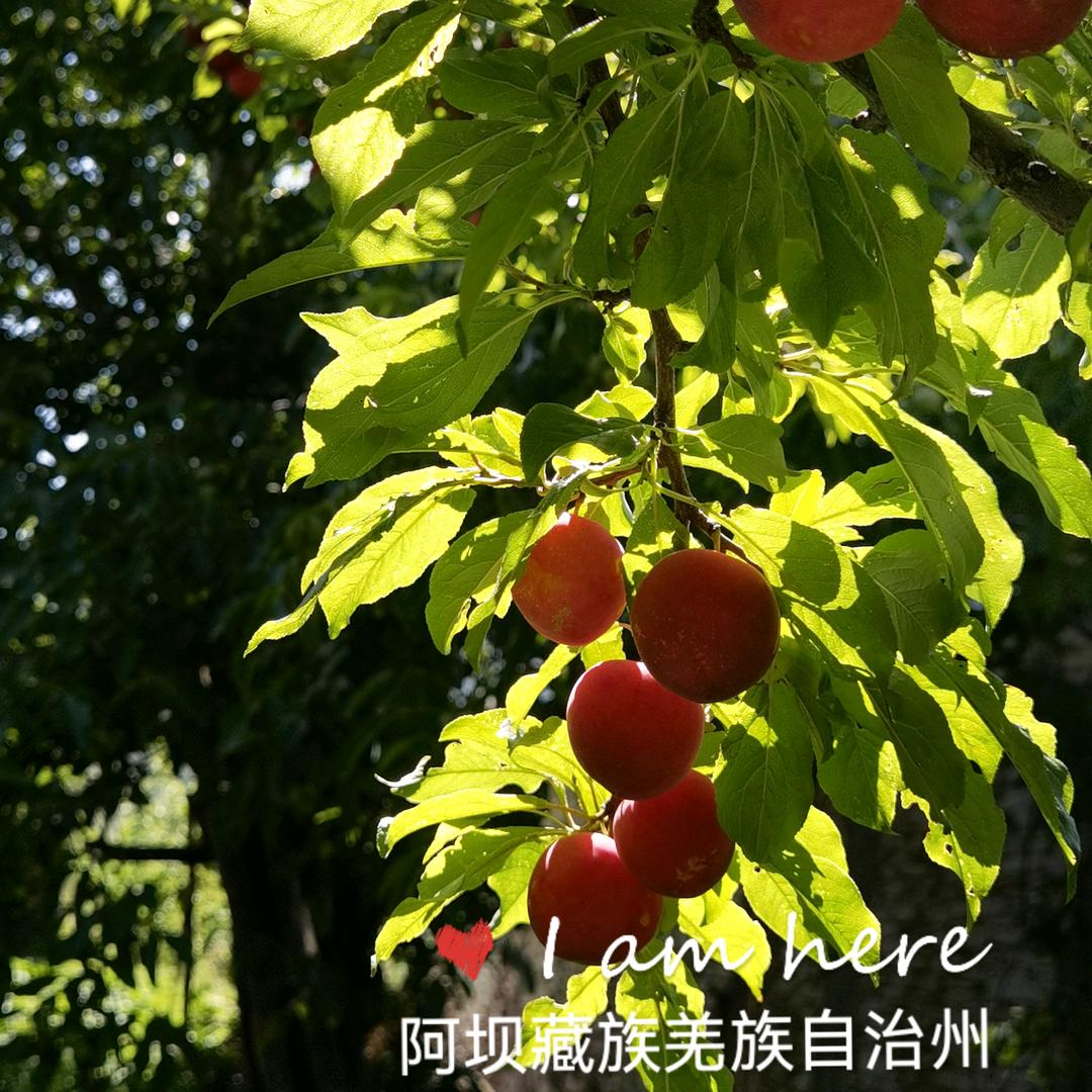 老贺哥