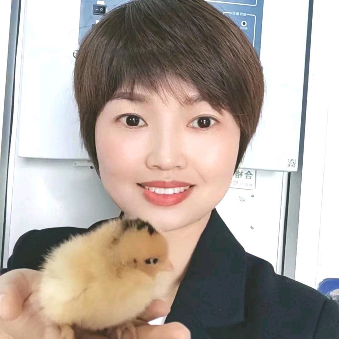 卖鸡苗的海哥