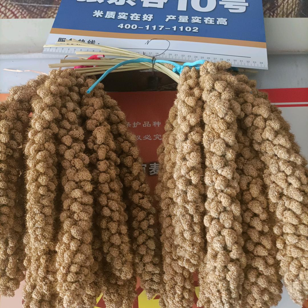 刘全种子门市部