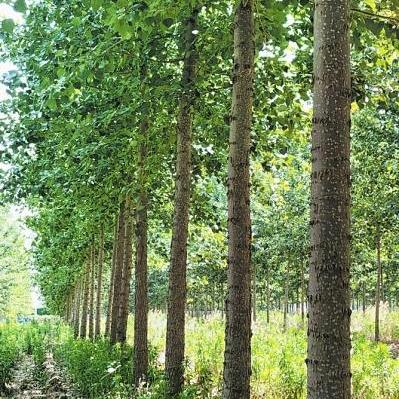 杨树防治种植交流