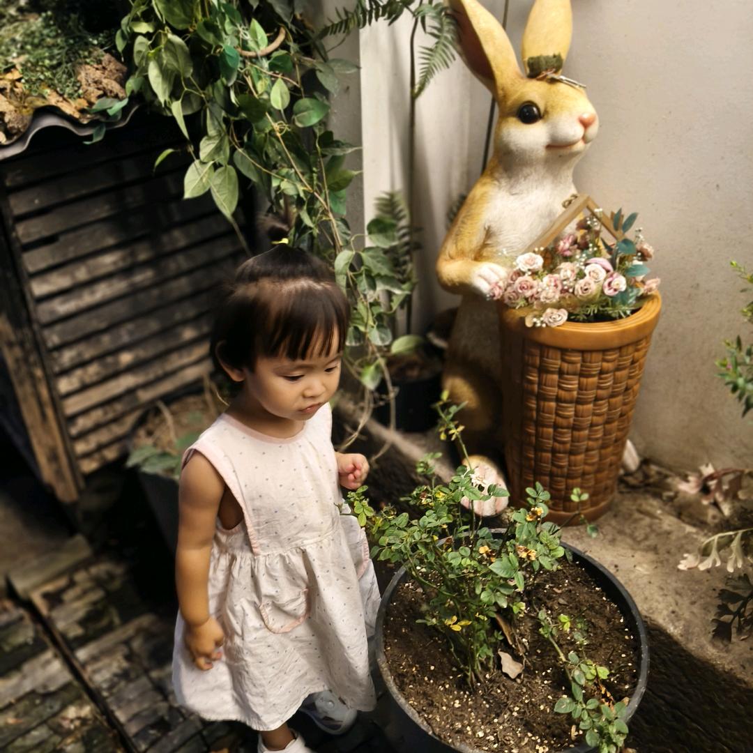 奶油布丁、