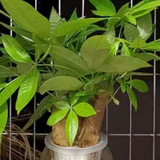 明月🌙❤️哥哥