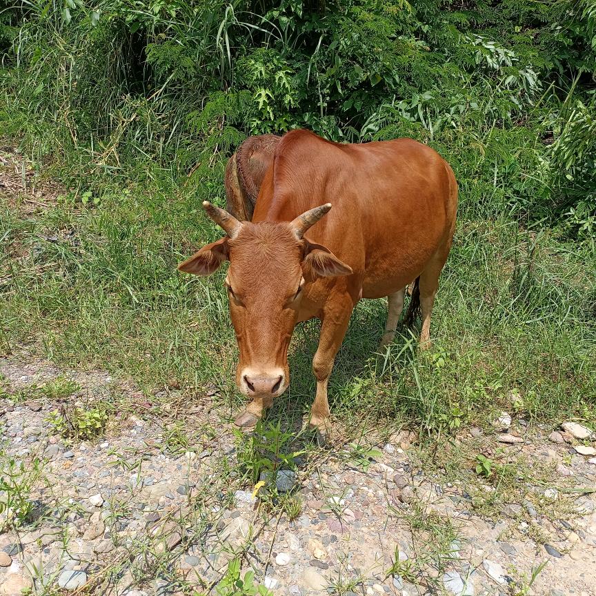 老麦乡杨哥土黄牛肉