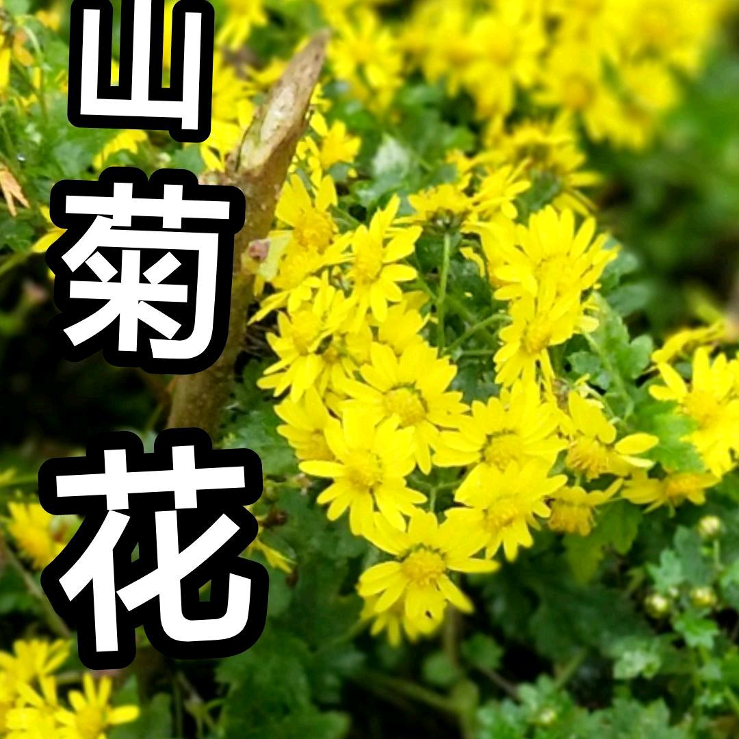 一笑而过✘