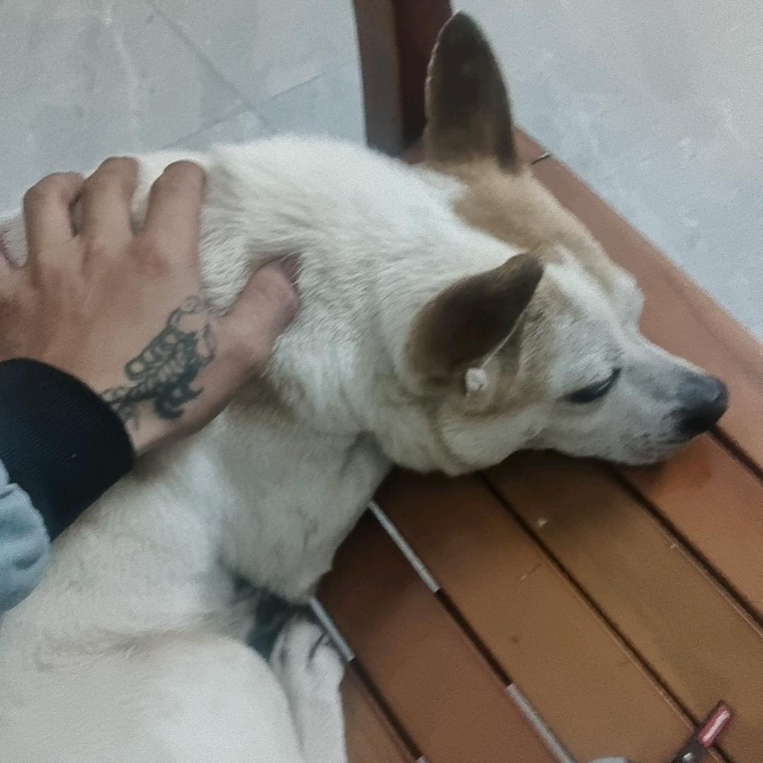 《一杆枪》